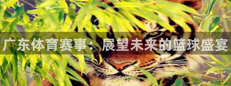 飞速直播nba免费直播在线观看：广东体育赛事：展望未来的篮球盛宴